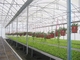 Полуфабрикат светлый парник Q235 ISO9001 овоща стальной структуры аграрный