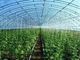Полуфабрикат светлый парник Q235 ISO9001 овоща стальной структуры аграрный